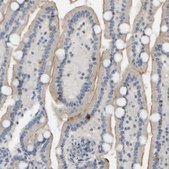 抗-PTPN4 兔抗 Prestige Antibodies® Powered by Atlas Antibodies, affinity isolated antibody, buffered aqueous glycerol solution