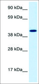 Anti-INSM1 antibody produced in rabbit IgG fraction of antiserum