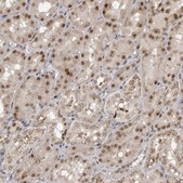 Anti-MAF antibody produced in rabbit Prestige Antibodies® Powered by Atlas Antibodies, affinity isolated antibody, buffered aqueous glycerol solution