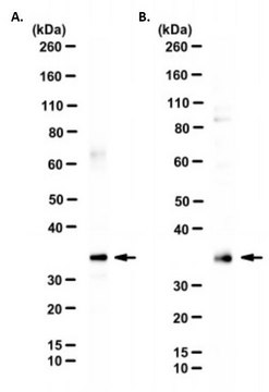 Anti-COPS5 Antibody purified antibody, clone 4-9E, from mouse