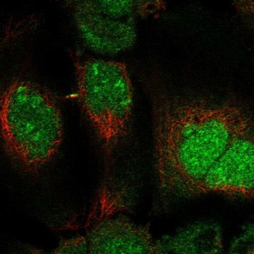 Anti-DUSP11 antibody produced in rabbit Prestige Antibodies&#174; Powered by Atlas Antibodies, affinity isolated antibody