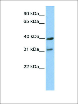 Anti-COX3 antibody produced in rabbit affinity isolated antibody