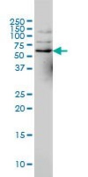 Monoclonal Anti-NCOA4 antibody produced in mouse clone 1A2, ascites fluid, solution