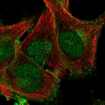 Anti-PLSCR1 antibody produced in rabbit Prestige Antibodies&#174; Powered by Atlas Antibodies, affinity isolated antibody