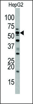 Anti-SIGLEC7 (D-siglec) (N-term) antibody produced in rabbit IgG fraction of antiserum, buffered aqueous solution