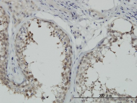 Monoclonal Anti-HSPA1B antibody produced in mouse clone 3B7, purified immunoglobulin, buffered aqueous solution