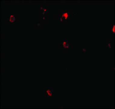 Anti-Cbl antibody produced in rabbit affinity isolated antibody, buffered aqueous solution