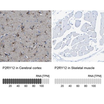 抗-P2RY12 兔抗 Prestige Antibodies&#174; Powered by Atlas Antibodies, affinity isolated antibody, buffered aqueous glycerol solution