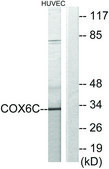 Anti-COX6C antibody produced in rabbit affinity isolated antibody