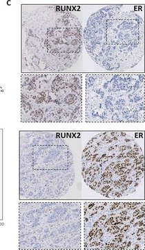 抗-RUNX2 兔抗 Prestige Antibodies&#174; Powered by Atlas Antibodies, affinity isolated antibody, buffered aqueous glycerol solution