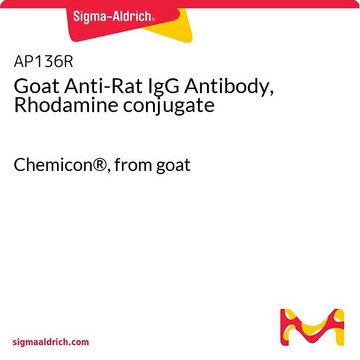 Goat Anti-Rat IgG Antibody, Rhodamine conjugate Chemicon&#174;, from goat