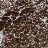 Anti-GDF3 antibody produced in rabbit Prestige Antibodies® Powered by Atlas Antibodies, affinity isolated antibody, buffered aqueous glycerol solution