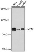 Anti- MTA2 antibody produced in rabbit
