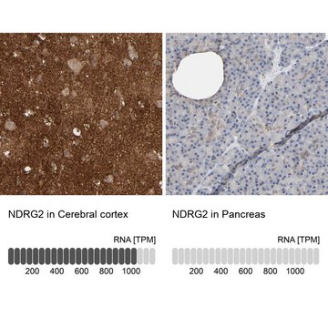 Anti-NDRG2 antibody produced in rabbit Ab2, Prestige Antibodies&#174; Powered by Atlas Antibodies, affinity isolated antibody, buffered aqueous glycerol solution