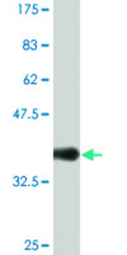 Monoclonal Anti-SNCG, (C-terminal) antibody produced in mouse clone 2C3, ascites fluid