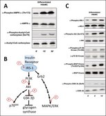 Human Skeletal Muscle Cells: HSkMC: Pre-Screened for Insulin &amp; AMPK signaling, fetal