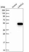 Anti-LANCL2 antibody produced in rabbit Prestige Antibodies® Powered by Atlas Antibodies, affinity isolated antibody, buffered aqueous glycerol solution