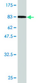 Monoclonal Anti-HSPA2 antibody produced in mouse clone 2D11, purified immunoglobulin, buffered aqueous solution