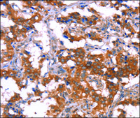 Anti-HCAR2 antibody produced in rabbit affinity isolated antibody