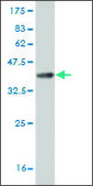 ANTI-ZIC3 antibody produced in mouse clone 4G6, purified immunoglobulin, buffered aqueous solution