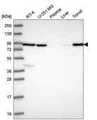 Anti-NRG2 antibody produced in rabbit Prestige Antibodies® Powered by Atlas Antibodies, affinity isolated antibody