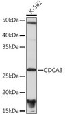 Anti-CDCA3 antibody produced in rabbit