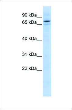 Anti-SEC23B antibody produced in rabbit affinity isolated antibody