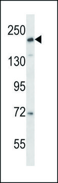 ANTI-CD163L1 (C-TERM) antibody produced in rabbit IgG fraction of antiserum, buffered aqueous solution