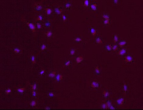 Anti-SOX-2 Antibody, clone 10H9.1 clone 10H9.1, from mouse