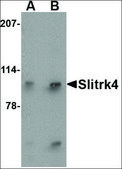 Anti-Slitrk4 antibody produced in rabbit affinity isolated antibody, buffered aqueous solution