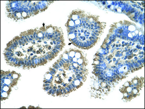 Anti-SHH antibody produced in rabbit affinity isolated antibody