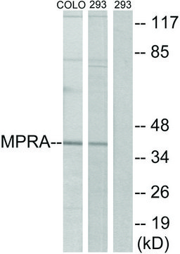 Anti-MPRA antibody produced in rabbit affinity isolated antibody