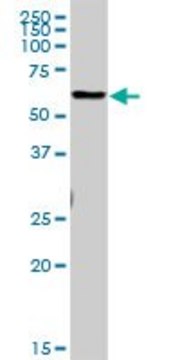 Anti-CTSL1 antibody produced in rabbit purified immunoglobulin, buffered aqueous solution