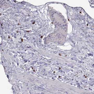 Anti-CFAP44 antibody produced in rabbit Prestige Antibodies&#174; Powered by Atlas Antibodies, affinity isolated antibody, buffered aqueous glycerol solution