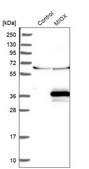Anti-MIOX antibody produced in rabbit Prestige Antibodies® Powered by Atlas Antibodies, affinity isolated antibody, buffered aqueous glycerol solution