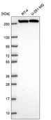 Anti-Cad Antibody Produced In Rabbit Prestige Antibodies® Powered by Atlas Antibodies, affinity isolated antibody, buffered aqueous glycerol solution