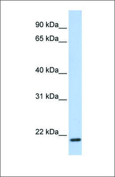 Anti-TMEM35 antibody produced in rabbit affinity isolated antibody