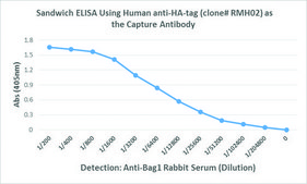 Anti-HA-Tag Chimeric antibody, Human Monoclonal recombinant, expressed in HEK 293 cells, clone RMH02, purified immunoglobulin
