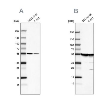 抗-TUBA1A 兔抗 Prestige Antibodies&#174; Powered by Atlas Antibodies, affinity isolated antibody, buffered aqueous glycerol solution