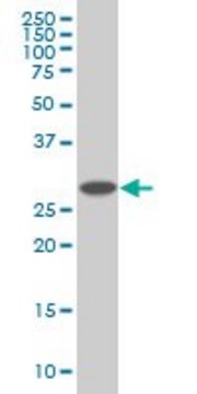 Monoclonal Anti-PSMD9 antibody produced in mouse clone 3A4, purified immunoglobulin, buffered aqueous solution