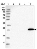 Anti-MTG2 antibody produced in rabbit Prestige Antibodies® Powered by Atlas Antibodies, affinity isolated antibody, buffered aqueous glycerol solution