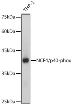 Anti-NCF4/p40-phox Antibody, clone 4L9Z4, Rabbit Monoclonal