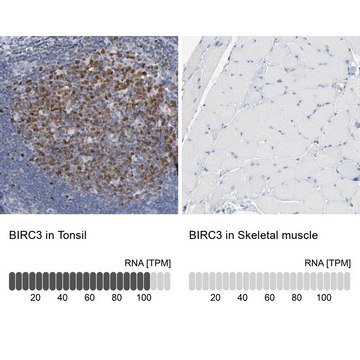 Anti-BIRC3 antibody produced in rabbit Prestige Antibodies&#174; Powered by Atlas Antibodies, affinity isolated antibody, buffered aqueous glycerol solution