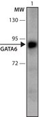 Anti-GATA6 (221-235) antibody produced in rabbit IgG fraction of antiserum, buffered aqueous solution