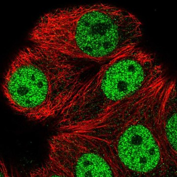 Anti-ATXN1L antibody produced in rabbit Prestige Antibodies&#174; Powered by Atlas Antibodies, affinity isolated antibody