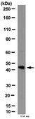 Anti-IL-13 receptor Antibody, alpha-2 (IL-13RA2) from rabbit, purified by affinity chromatography