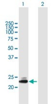 Anti-TMED5 antibody produced in mouse purified immunoglobulin, buffered aqueous solution