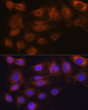 Anti-ARF6 antibody produced in rabbit