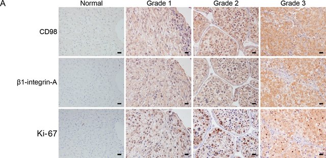 Anti-Integrin &#946;1 Antibody, activated, clone HUTS-4, Azide Free clone HUTS-4, Chemicon&#174;, from mouse