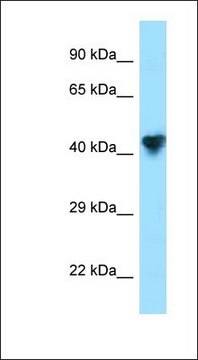 Anti-CPO antibody produced in rabbit affinity isolated antibody